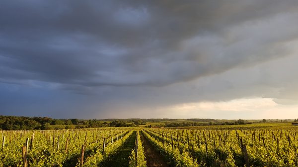 Vineyard- Vignobles Boissonneau